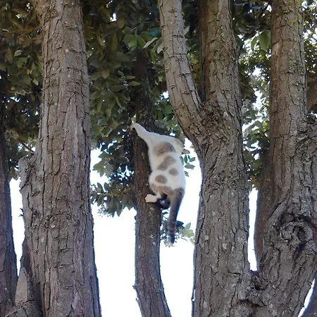 Varandas Miramar דירה Angra do Heroísmo