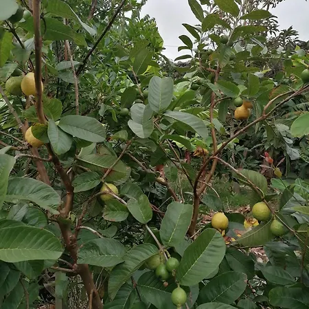 Lejlighed Varandas Miramar *