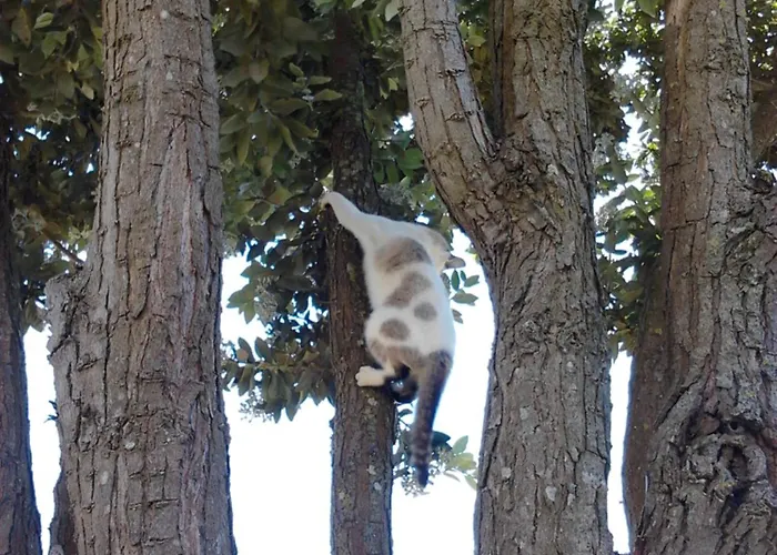 Varandas Miramar Apartment Angra do Heroismo