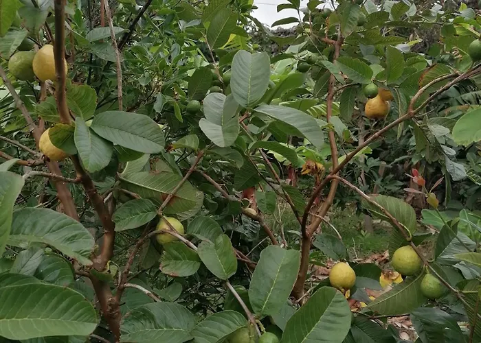 Daire Varandas Miramar *